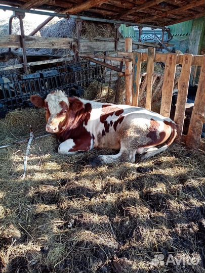 Продам быка и 2х телочек