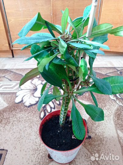 Молочай гребенчатый