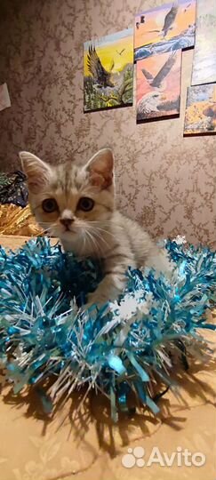 Котята мальчики