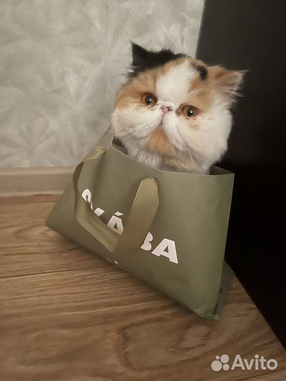 Ищем жениха
