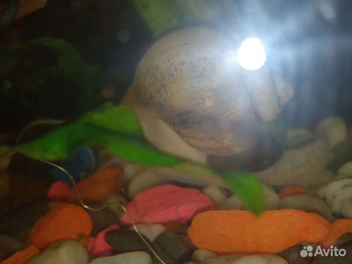 Аквариумные рыбки