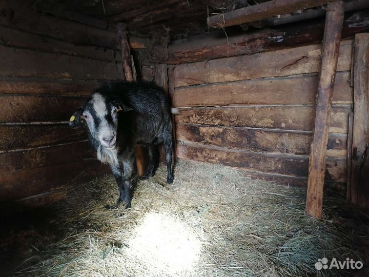 Коза и козел