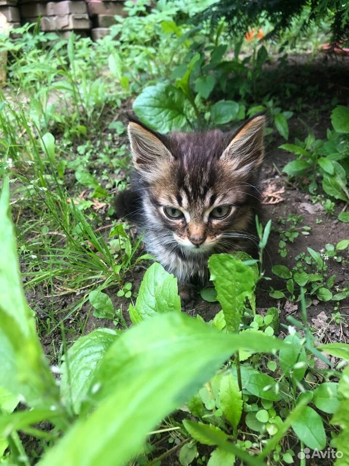 Котенок бесплатно