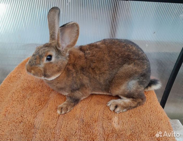 Кролики рекс