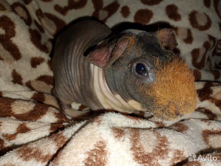 Морская свинка (скини)