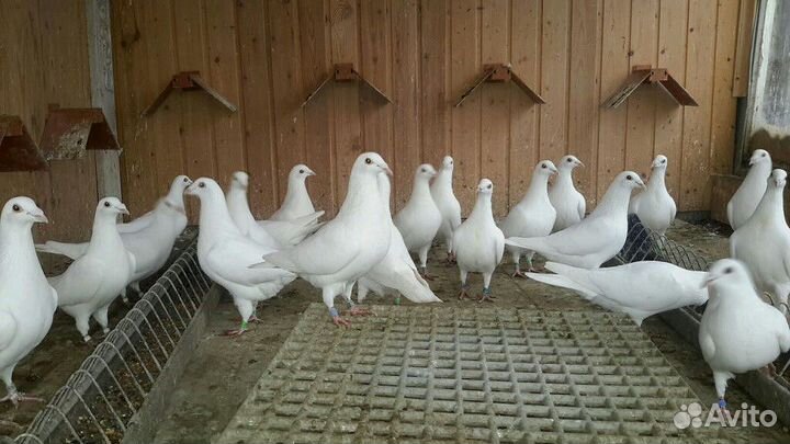 Голуби на выпускные, венчание, свадьбы