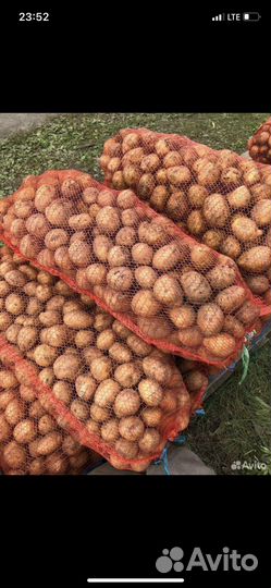 Картофель 