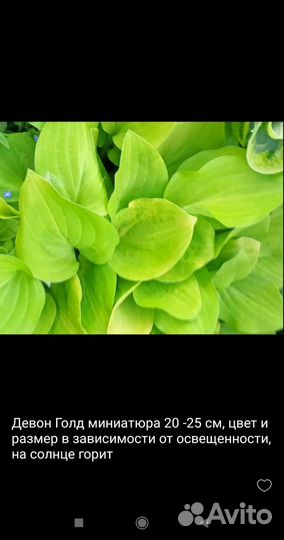 Хоста растение