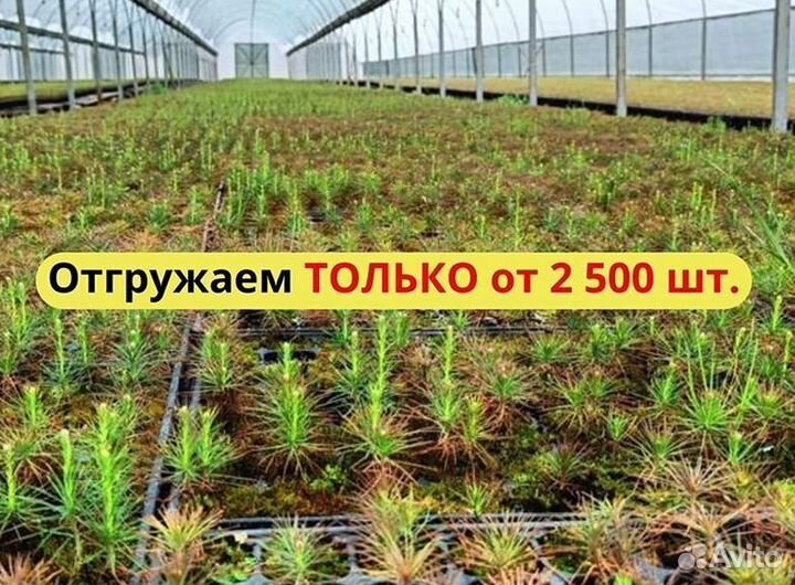 Сеянцы сосны обыкновенной зкс