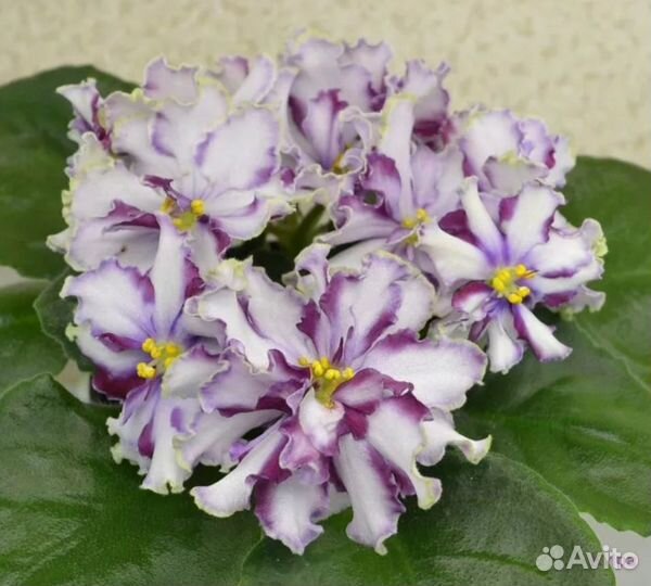 Комнатные растения цветы Фиалка