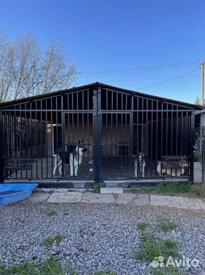 Передержка для собак