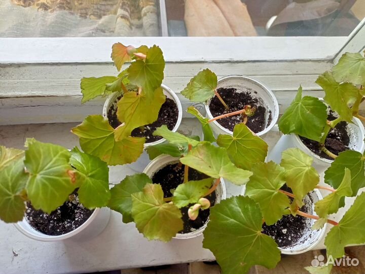 Бегония элатиор