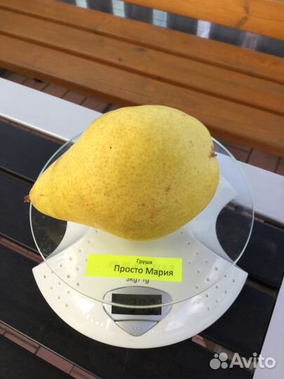 Саженцы Великих Лук