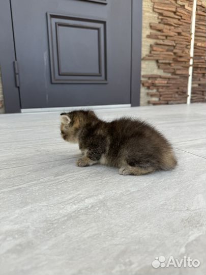 Котята золотая шиншилла