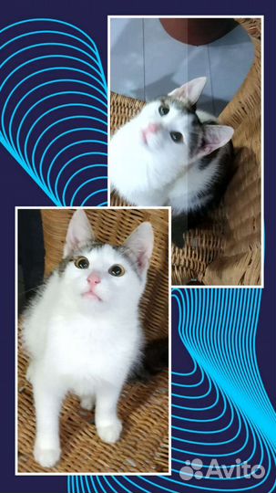 Котенок в добрые руки