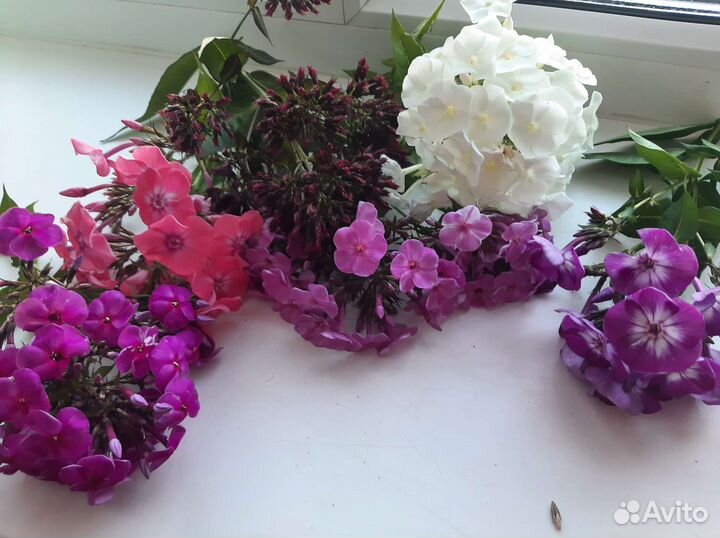 Флоксы многолетние разной расцветки накопаю