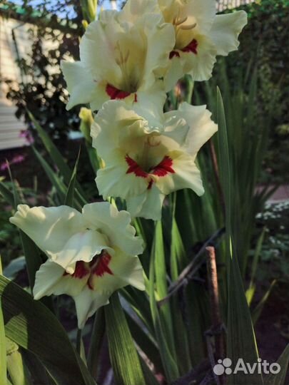 Гладиолусы луковицы