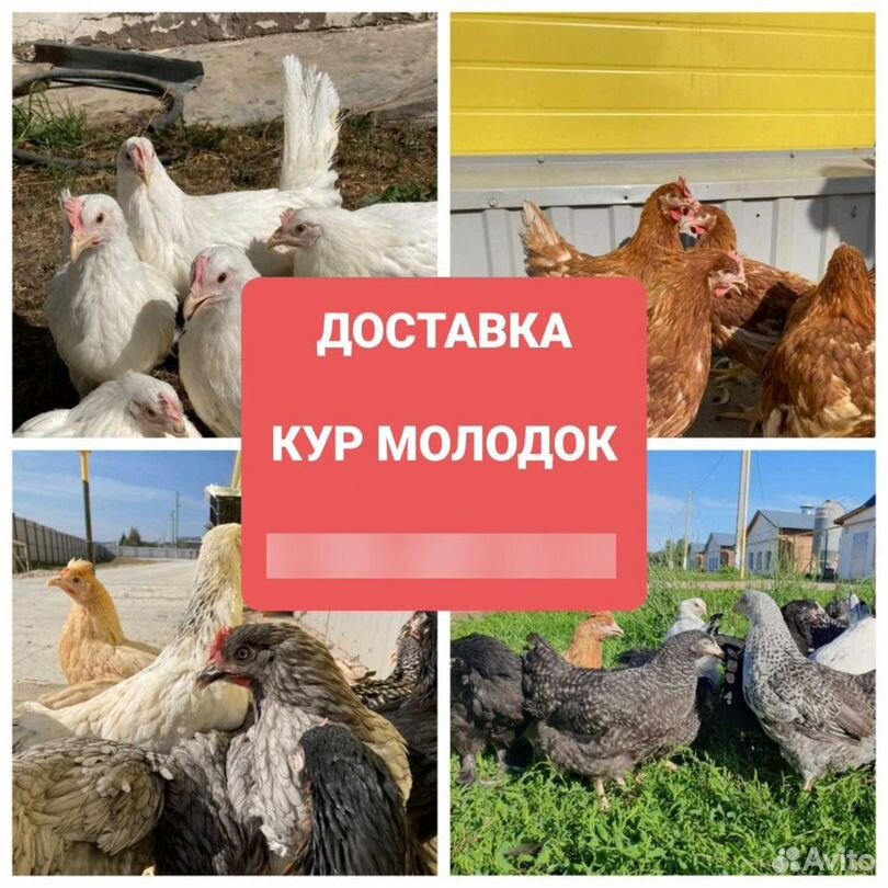 Доставка кур молодок