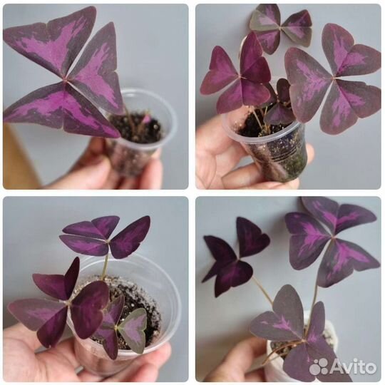 Оксалис - кислица. Цветок любви