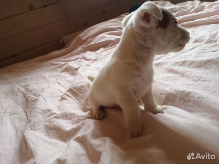 Щенки джек рассел терьер