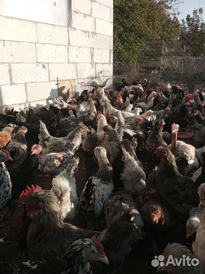 Молодые петухи