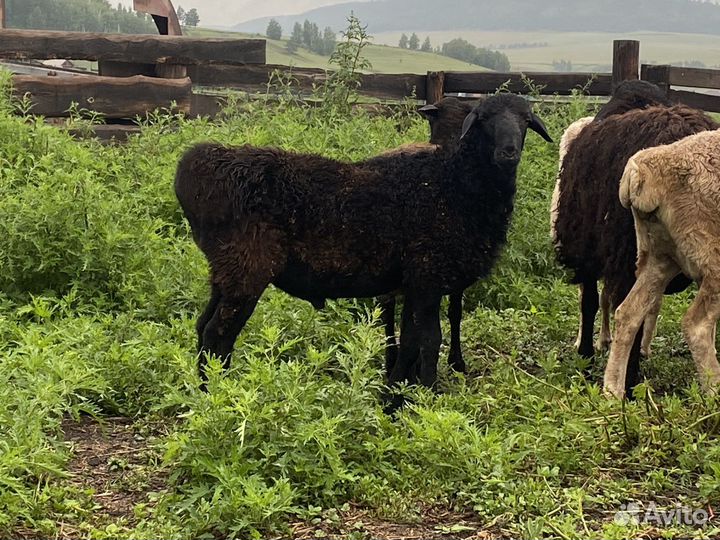 Баранчики эдильбаи