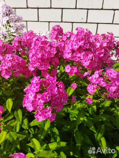 Флоксы многолетние, сорта и цвета разные