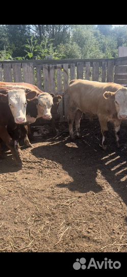 Бычки на доращивание