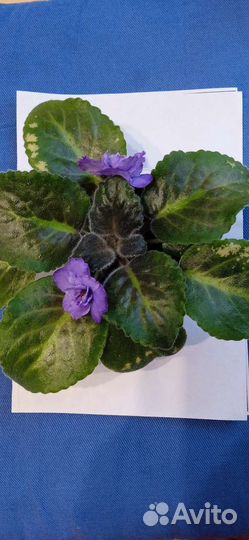 Каланхоэ розовое и фиалка фиолетовая