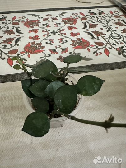 Укорененные черенки хой