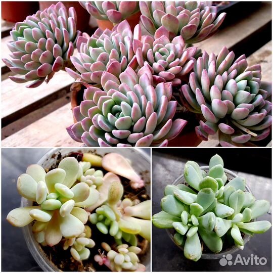 Пахиверии, эхеверии, граптоверии