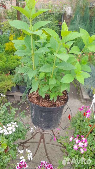 Гортензия Лайм Лайт