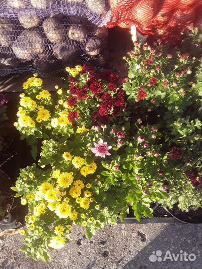 Саженцы хризантемы зкс кустовой,мультифлоры