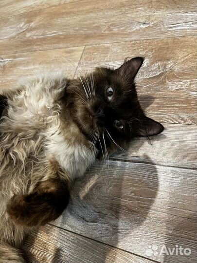 Котик очень ищет дом