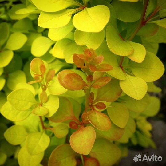 Саженцы барбариса тини голд