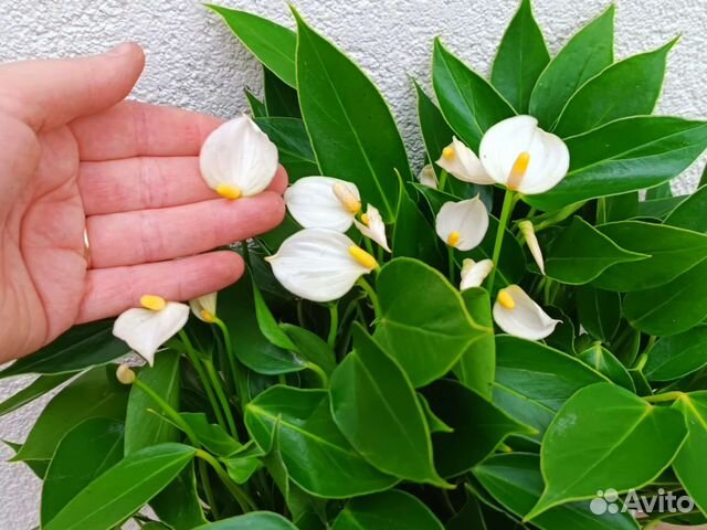 Антуриум карликовый White купить в Тольятти | Товары для дома и дачи ...