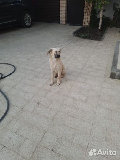 Собака в добрые руки