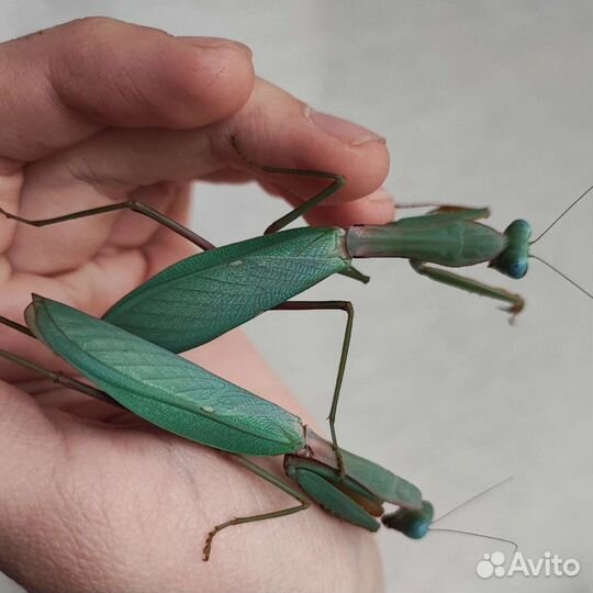 Богомолы (несколько видов)