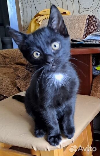 Котята черные