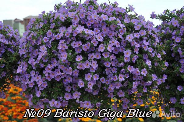 Бакопа вегетативная