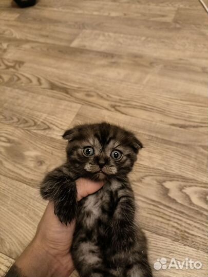 Отдам вислоухих котят, все кошки