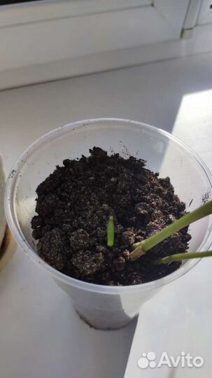 Замиокулькас