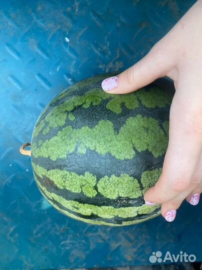 Арбуз на засолку Пенза, Самара, Саратов