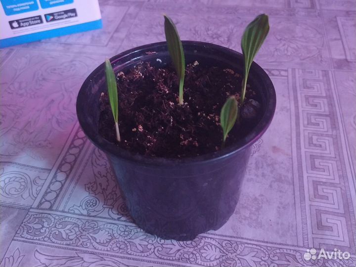 Малыши пальмы Трахикарпус