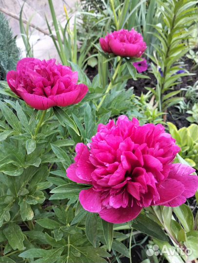 Ирисы сортовые