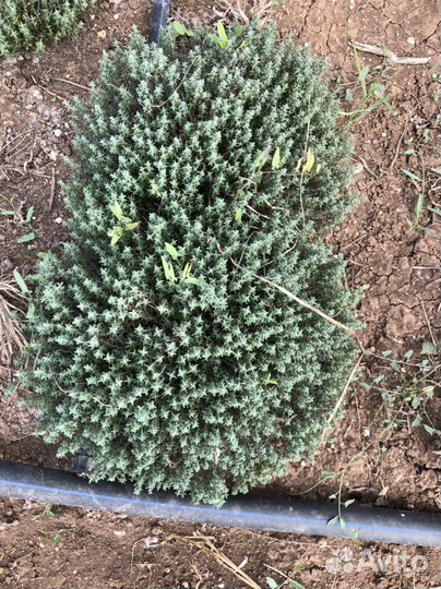 Тимьян кусты чабрец