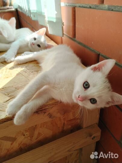 Турецкая ангора