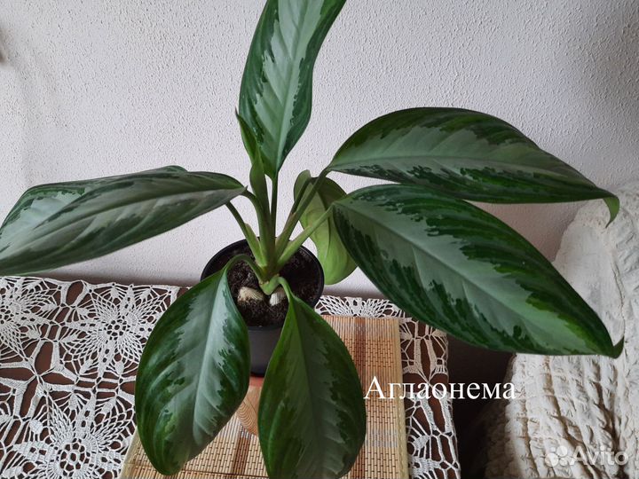 Комнатные цветы