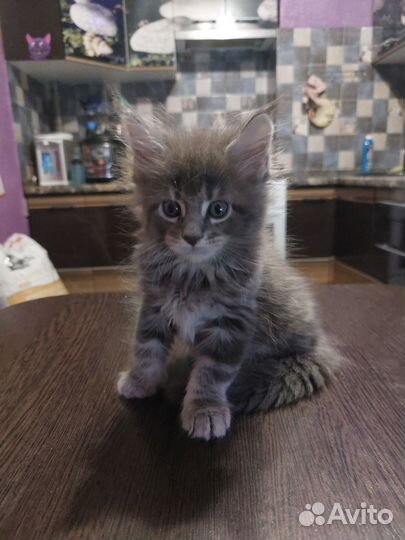 Котята мейн-кун