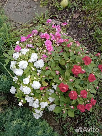 Бальзамин махровый (Ванька мокрый)